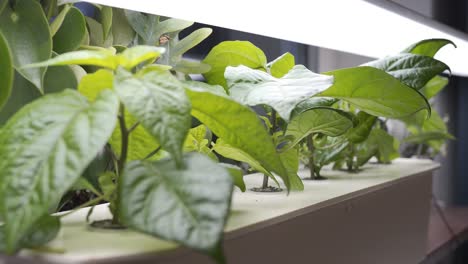 Hydroponic-growing-of-Carolina-Reaper-chili-home-in-apartment-with-homemade-setup-2
