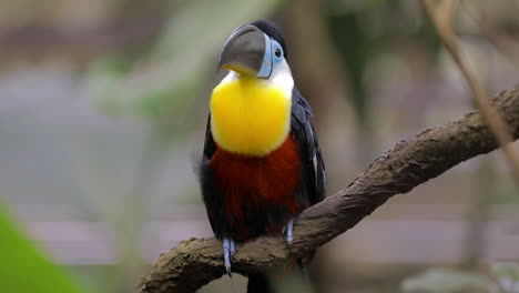 Channel-billed-Toucan-resting-on-tree-branch