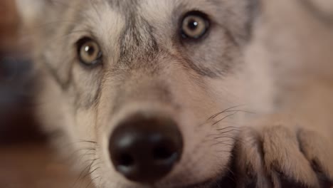 Closeup-of-Gray-wolf-pup-while-relaxing-and-getting-pet