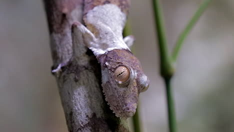 Gecko-De-Cola-De-Hoja-En-El-árbol
