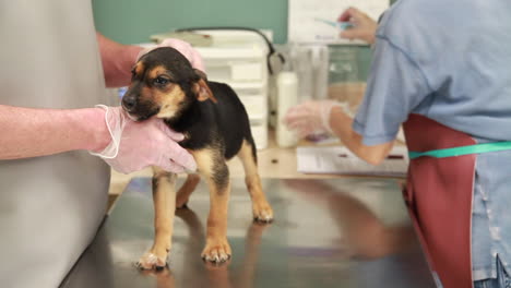 Veterinarians-examine-the-health-of-a-puppy-at-the-clinic-1