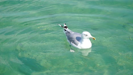 Seagull-at-the-clear-water-eats-yummys-,-close-up