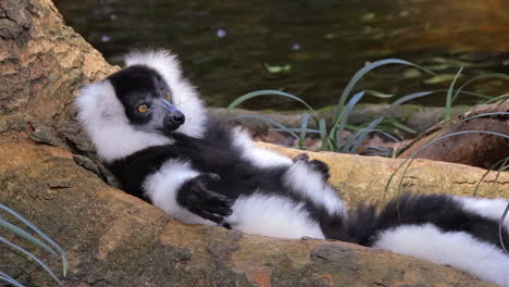 Black-and-white-ruffed-Lemur-resting