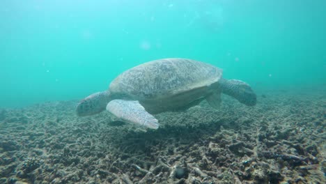 Meeresschildkröte-Schwimmt-Und-Frisst-Korallen-Unter-Wasser,-Insel-Koh-Tao,-Thailand