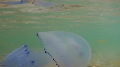 Underwater-closeup-shot-of-blue-jellyfish