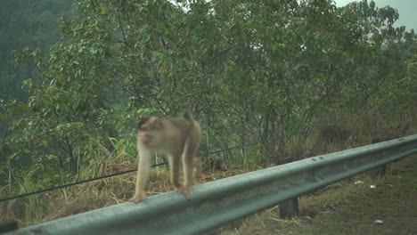 A-Monkey-Walking-On-The-Guardrails-Beside-The-Road