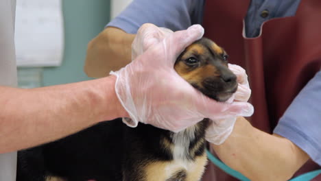 Un-Veterinario-Y-Asistente-Limpiando-Las-Orejas-De-Un-Cachorro-En-La-Clínica