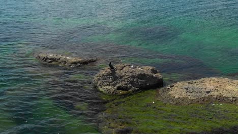 Aerial-long-shot-of-cormorant-bird-alight-on-rock-in-the-sea,-Black-sea,-Bulgaria,-zoom