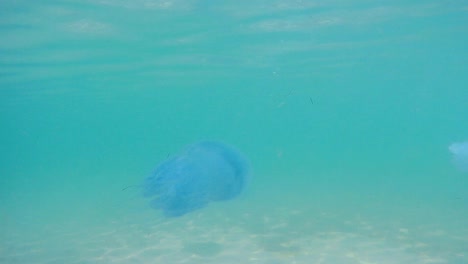 Underwater-shot-of-beautiful-blue-jellyfish