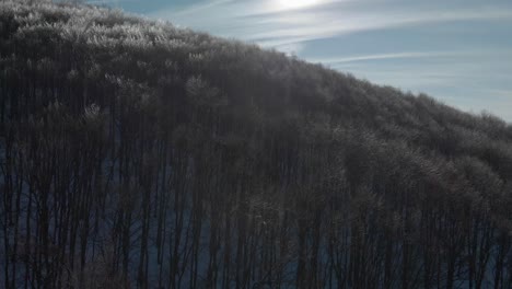 Drone-rise-over-trees-with-frozen-branches-in-sunny-winter-day