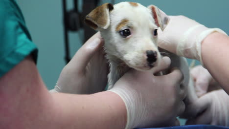 Close-up-of-a-veterinarian-examining-a-cute-puppy-1