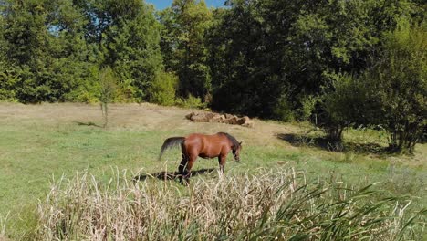 Aerial-low-shot-of-horse-in-grass-field-next-to-forest