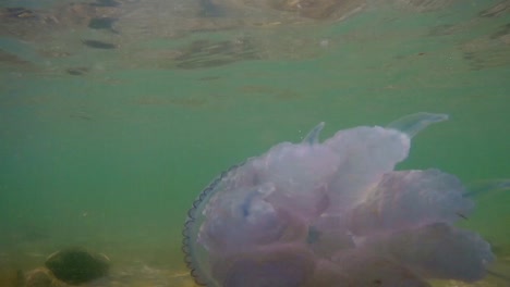 Underwater-shot-of-jellyfish