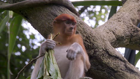 Proboscis-monkey-on-tree-branch-chewing