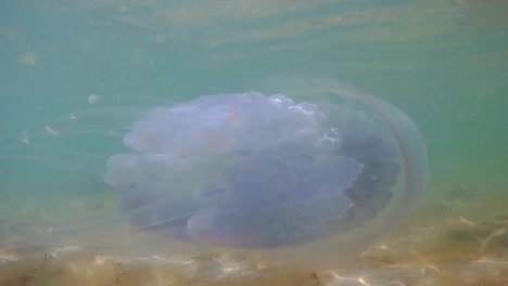 Underwater-close-up-shot-of-swiming-jellyfishes