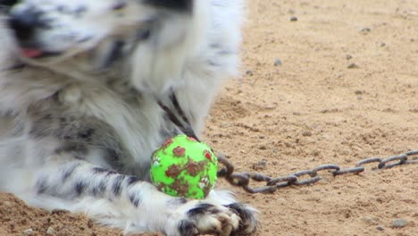 Spotted-white-dog-with-black-around-the-eye-is-happy-to-play-wit-his-green-ball