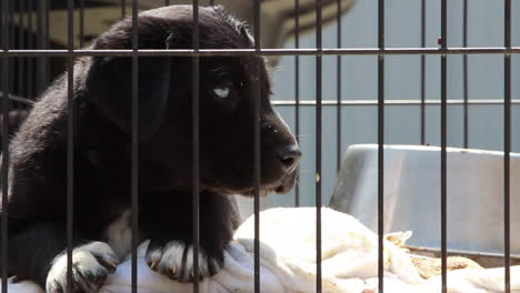 A-sad-puppy-with-beautiful-blue-eyes-locked-up-in-a-cage-at-an-animal-shelter