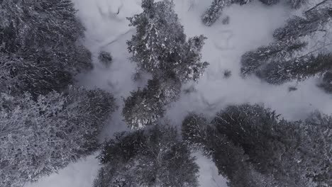 Aerial-of-a-frozen-forest-with-snow-covered-trees-in-Idre,-Sweden-during-a-cloudy-day-with-fog-1