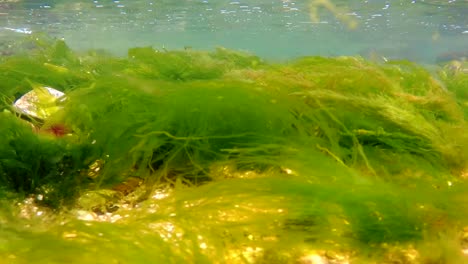 Underwater-shot-of-green-seaweeds