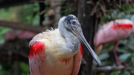 Roseate-spoonbill-resting-on-trees