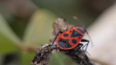 European-firebug-insect-crawling-slowly-on-a-leaf,-closeup