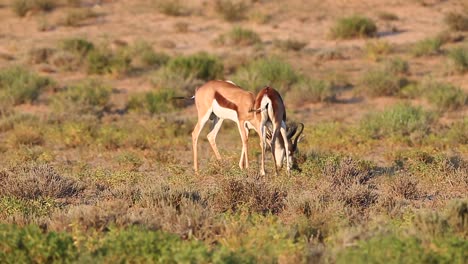 Male-Springbok-Antelope-eating-on-Kalahari-face-very-brief-challenge