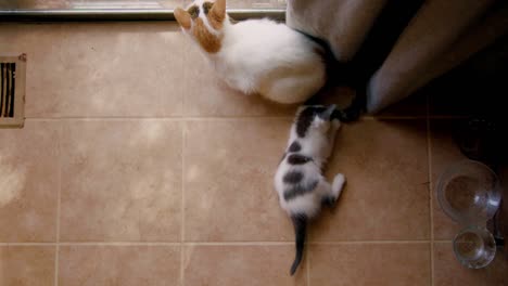 A-kitten-plays-with-his-mom's-tail