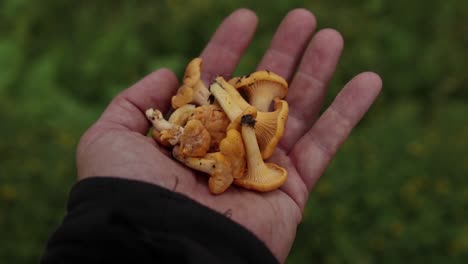 Hand-holding-freshly-Chanterelle-mushrooms-picked-early-in-the-season-inside-a-Swedish-forest-in-summer