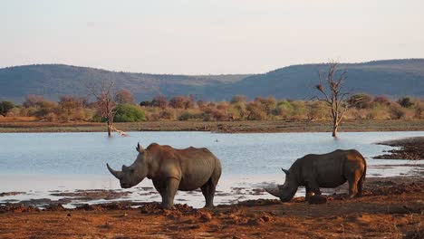 Two-White-Rhinos-gather-at-watering-hole-to-drink-in-Madikwe,-S-Africa