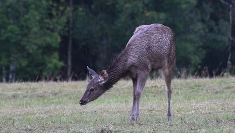 The-Sambar-Deer-is-a-Vulnerable-species-due-to-habitat-loss-and-hunting