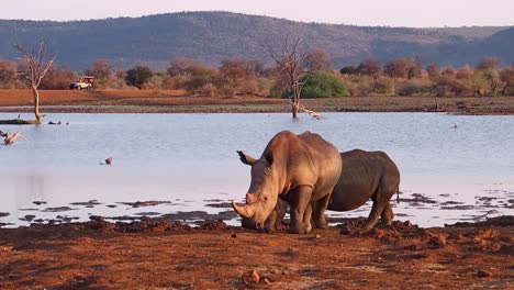 Two-White-Rhinos-at-Madikwe-watering-hole-with-safari-vehicle-beyond