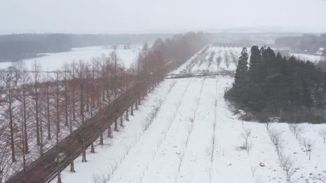 Snow-falling-over-Tree-lined-Metasequoia-Namiki,-Aerial-Pullback-Shot