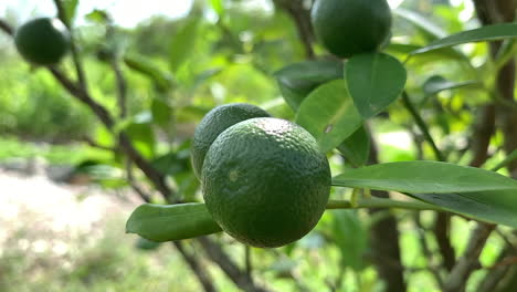Eine-Nahaufnahme-Einer-Grünen-Limettenpflanze-Mit-Limettenfrüchten