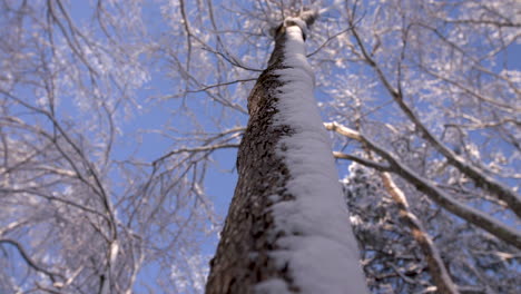 up-angle-of-snow-covered-tree-trunk-and-limbs
