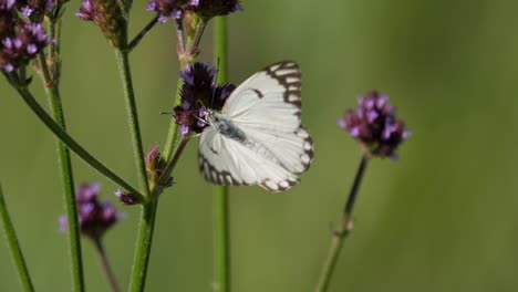 Pionier-Weißer-Schmetterling-Saugt-Nektar-Aus-Lila-Blüten,-Makro-Statik