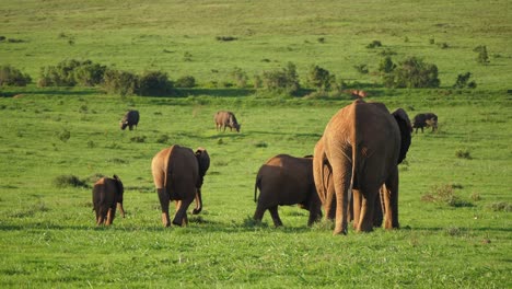 A-Herd-of-African-elephants-walk-the-meadow-at-sunset-in-slow-motion,-Africa