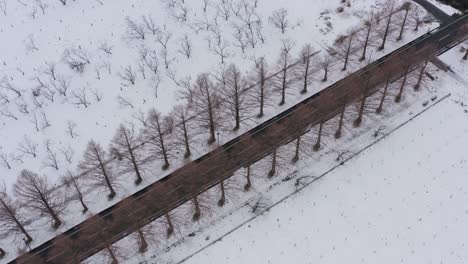 Aerial-view-of-Cars-driving-through-Tree-lined-Metasequoia-Avenue,-Shiga,-Japan