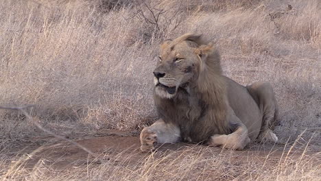 Male-lion-resting-in-windy-conditions.-Static