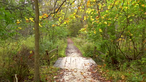 Wanderweg-Pfad-Im-Herbst-Herbstwald-4k