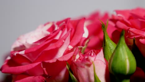 Pink-and-red-roses-close-up-shot-while-light-changes-direction-and-drops-shadow-on-different-sides-of-roses