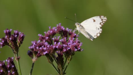 Eine-Nahaufnahme-Eines-Braun-Geäderten-Weißen-Schmetterlings,-Der-Auf-Einer-Lebhaften-Lila-Blume-Sitzt