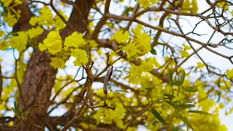 A-Beautiful-Scenery-Of-Yellow-Kibrahacha-Tree-Flowers-In-Curacao-With-Clear-Blue-Sky-in-the-Background---Rolling-Shot