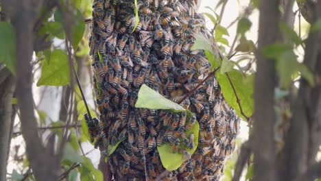 Medium-Shot-of-a-Bee-Colony-Swarming-Over-a-Honeycomb-Structure-Through-the-Branches