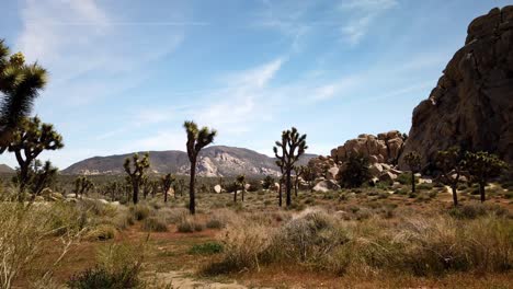 Time-lapse-of-a-field-of-joshua-trees-and-some-hikers-at-Joshua-Tree-National-Park