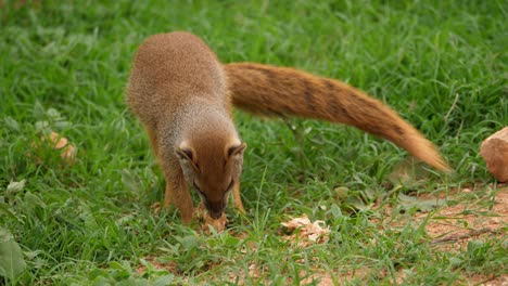 Yellow-mongoose-inspecting-leaves-on-the-ground