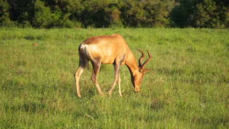Slow-motion-camera-moving-around-Red-Hartebeest-grazing-on-luscious-grassland-of-Addo-Elephant-Park,-South-Africa