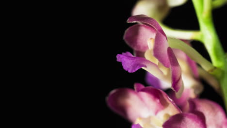 Ascocenda-Orchid-blossoming,-detailed-macro-close-up-with-copy-space