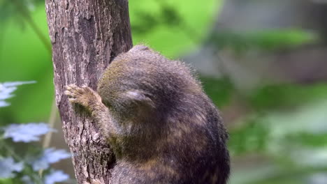 An-Adorable-Marmoset-Clinging-Onto-The-Tree-Trunk-While-Looking-Around-Its-Surroundings---Close-Up-Shot