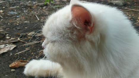 A-white-Turkish-angora-cat-blinking-its-eyes-and-flapping-ears