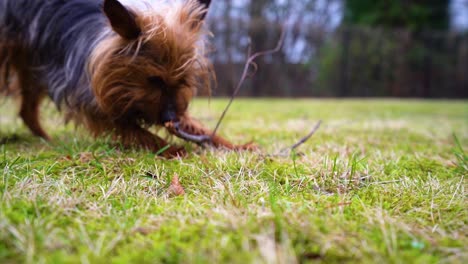 Amazing-Yorkshire-Terrier-dog-bites-the-tiny-tree-branches-in-the-backyard-at-home-garden-in-close-up-slow-motion